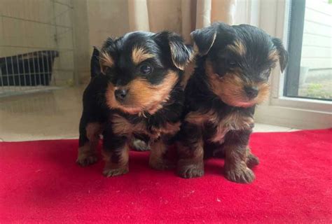 tweedehands net honden|Yorkshireterrier te Koop Aangeboden op Tweedehands.net